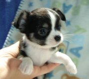 
Precio Chihuahua...........<strong>     $16,500.00  A   $20,000.00    (dependiendo del tamaño y color)</strong> <br><br>


100% pura raza, registrados todos los papeles en regla se envian a cualquier parte de la Republica.<br><br> 

<li>Contrato de compraventa<br><br></li>


<li>Seguro de vida gratuito por escrito de 5 años que cubre muerte en caso de cuestiones virales</li>
<br><br>

<li>Garantía de Pureza Racial<br><br></li>

<li>Certificado de registro inicial que extiende la Federación Canófila Mexicana donde los cachorros se entregan con tatuaje y microchip</li>

