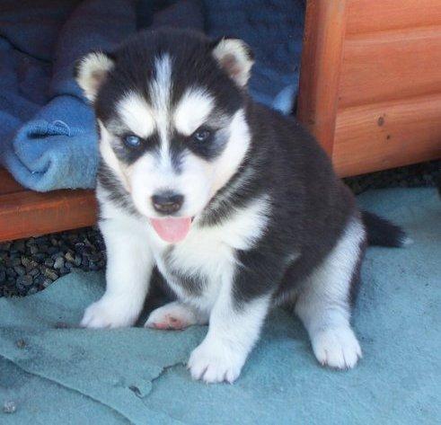 Dulces cachorros Siberian Husky disponibles