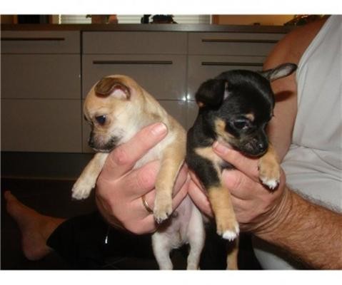 
Precio Chihuahua...........<strong>     $16,500.00  A   $20,000.00    (dependiendo del tamaño y color)</strong> <br><br>


100% pura raza, registrados todos los papeles en regla se envian a cualquier parte de la Republica.<br><br> 

<li>Contrato de compraventa<br><br></li>


<li>Seguro de vida gratuito por escrito de 5 años que cubre muerte en caso de cuestiones virales</li>
<br><br>

<li>Garantía de Pureza Racial<br><br></li>

<li>Certificado de registro inicial que extiende la Federación Canófila Mexicana donde los cachorros se entregan con tatuaje y microchip</li>

