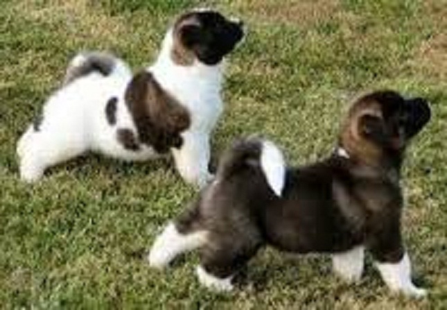 cachorros encantadora meses de edad Akita