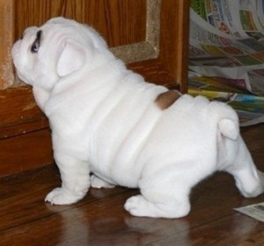 
Precio Bulldog...........<strong>   $35,000.00  A   $60,000.00    (dependiendo la calidad)</strong> <br><br>


100% pura raza, registrados todos los papeles en regla se envian a cualquier parte de la Republica.<br><br> 

<li>Contrato de compraventa<br><br></li>


<li>Seguro de vida gratuito por escrito de 5 años que cubre muerte en caso de cuestiones virales</li>
<br><br>

<li>Garantía de Pureza Racial<br><br></li>

<li>Certificado de registro inicial que extiende la Federación Canófila Mexicana donde los cachorros se entregan con tatuaje y microchip</li>

