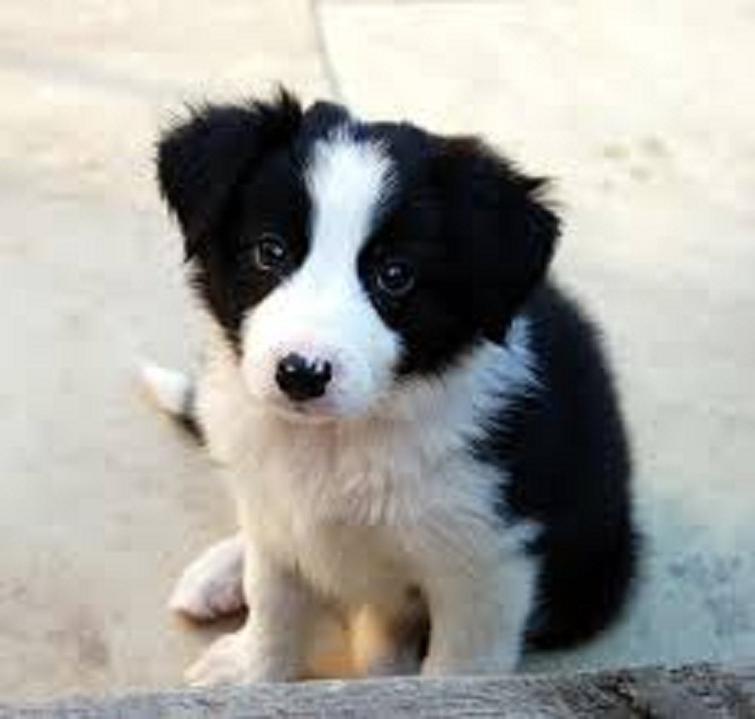 Adorables cachorros Border Collie