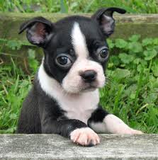 Cachorros Azul Boston Terrier (masculino y femenino)
<br>Él es muy enérgico y se lleva bien con otros perros y animales. Él toca el timbre para salir a la calle, no te quejes, y viene corriendo cuando le dices que \