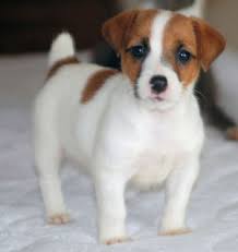 Cachorros Parson Jack Russell Terrier
<br>Cachorros Parsons Jack Russell Terrier adorable para la venta. Tenemos 6 (3 chicos y 3 chicas) cachorros de pura raza de pelo liso. Estarán listos para sus nuevos hogares la última semana de junio. Su madre es una de 13 pulgadas y su padre es de 12 pulgadas de pura raza Jack Russell Terrier que son hogareños tranquilas y excelentes. Sus cachorros son una alegría!