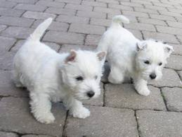 11 semanas de edad y West Highland Terrier cachorros.