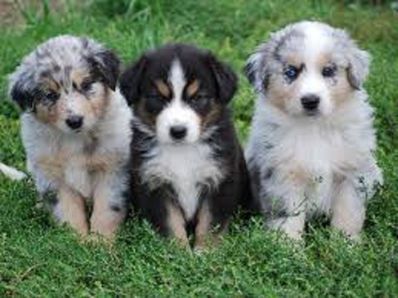 Precio Australian shepherd...........<strong>   $20,000.00  </strong> <br><br>


100% pura raza, registrados todos los papeles en regla se envian a cualquier parte de la Republica.<br><br> 

<li>Contrato de compraventa<br><br></li>


<li>Seguro de vida gratuito por escrito de 5 años que cubre muerte en caso de cuestiones virales</li>
<br><br>

<li>Garantía de Pureza Racial<br><br></li>

<li>Certificado de registro inicial que extiende la Federación Canófila Mexicana donde los cachorros se entregan con tatuaje y microchip</li>