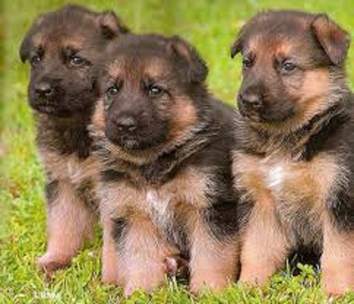 Cachorros AKC Alemán Shepard disponibles para hogares amorosos