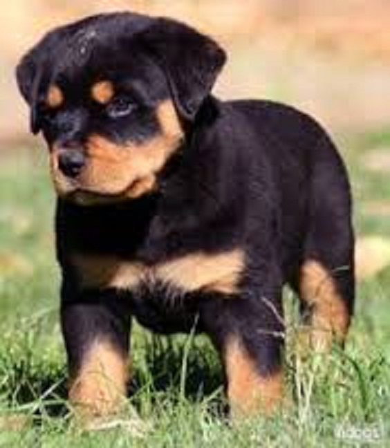 
Precio Rottweiler...........<strong>   $18,000.00</strong> <br><br>


100% pura raza, registrados todos los papeles en regla se envian a cualquier parte de la Republica.<br><br> 

<li>Contrato de compraventa<br><br></li>


<li>Seguro de vida gratuito por escrito de 5 años que cubre muerte en caso de cuestiones virales</li>
<br><br>

<li>Garantía de Pureza Racial<br><br></li>

<li>Certificado de registro inicial que extiende la Federación Canófila Mexicana donde los cachorros se entregan con tatuaje y microchip</li>

