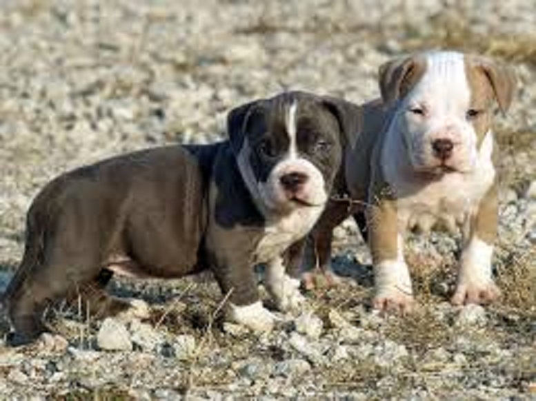 Cachorros estadounidense Pitbull
<br>Cachorros American Pit Bull en venta,, vuelta a nosotros con su dirección de correo electrónico para los procedimientos y fotos de venta más información y también con su número de teléfono celular para una llamada.