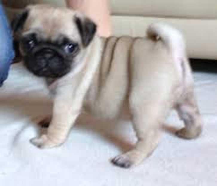 Pug cachorros de calidad superior disponibles