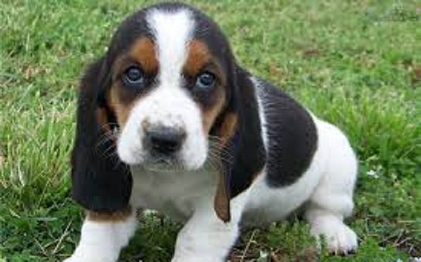 
Precio Basset hound...........<strong>$16,500.00</strong> <br><br>

100% pura raza, registrados todos los papeles en regla se envian a cualquier parte de la Republica.<br><br> 

<li>Contrato de compraventa<br><br></li>


<li>Seguro de vida gratuito por escrito de 5 años que cubre muerte en caso de cuestiones virales</li>
<br><br>

<li>Garantía de Pureza Racial<br><br></li>


<li>Certificado de registro inicial que extiende la Federación Canófila Mexicana donde los cachorros se entregan con tatuaje y microchip<br><br></li>

