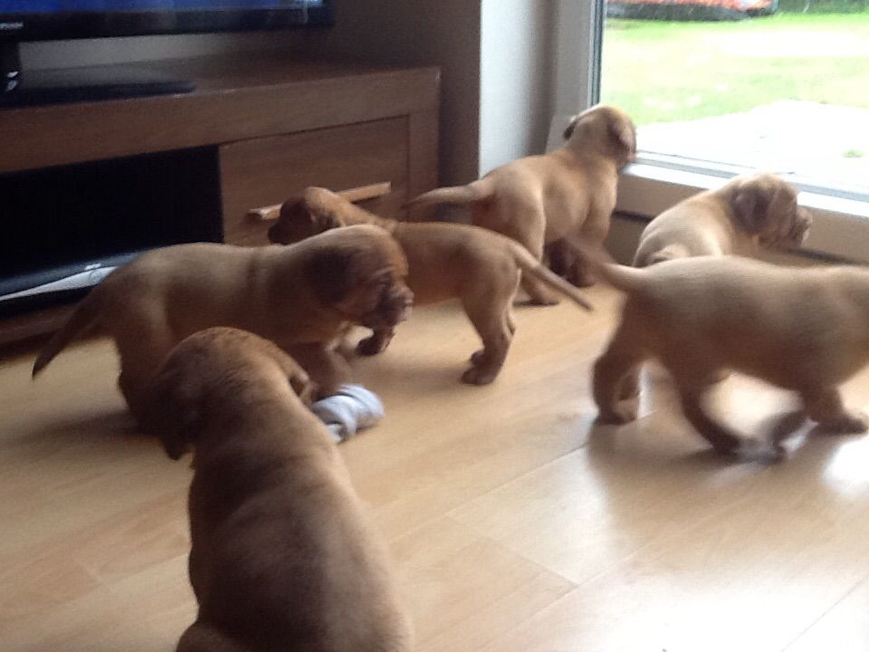 Nuestros cachorros no sólo se muestran los perros, que son miembros de la familia y las mascotas también. Nuestros cachorros son criados con amor y en un ambiente familiar. En primer lugar nos criamos para excelentes temperamentos.