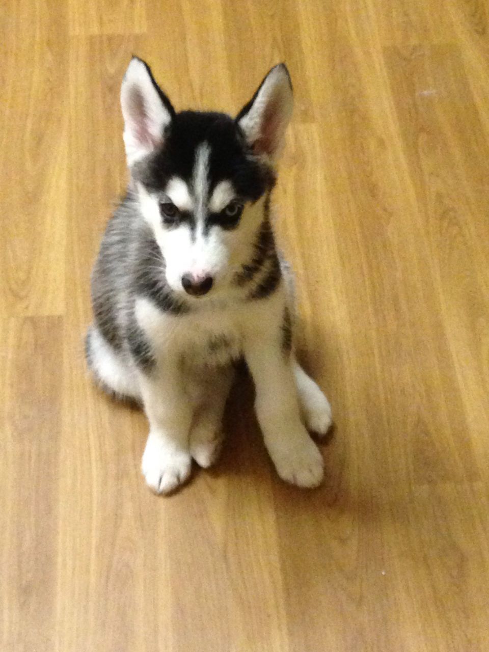 
Precio Siberian husky...........<strong>            $18,500.00  A  $22,000.00  (dependiendo del color)</strong> <br><br>


100% pura raza, registrados todos los papeles en regla se envian a cualquier parte de la Republica.<br><br> 

<li>Contrato de compraventa<br><br></li>


<li>Seguro de vida gratuito por escrito de 5 años que cubre muerte en caso de cuestiones virales</li>
<br><br>

<li>Garantía de Pureza Racial<br><br></li>

<li>Certificado de registro inicial que extiende la Federación Canófila Mexicana donde los cachorros se entregan con tatuaje y microchip</li>

