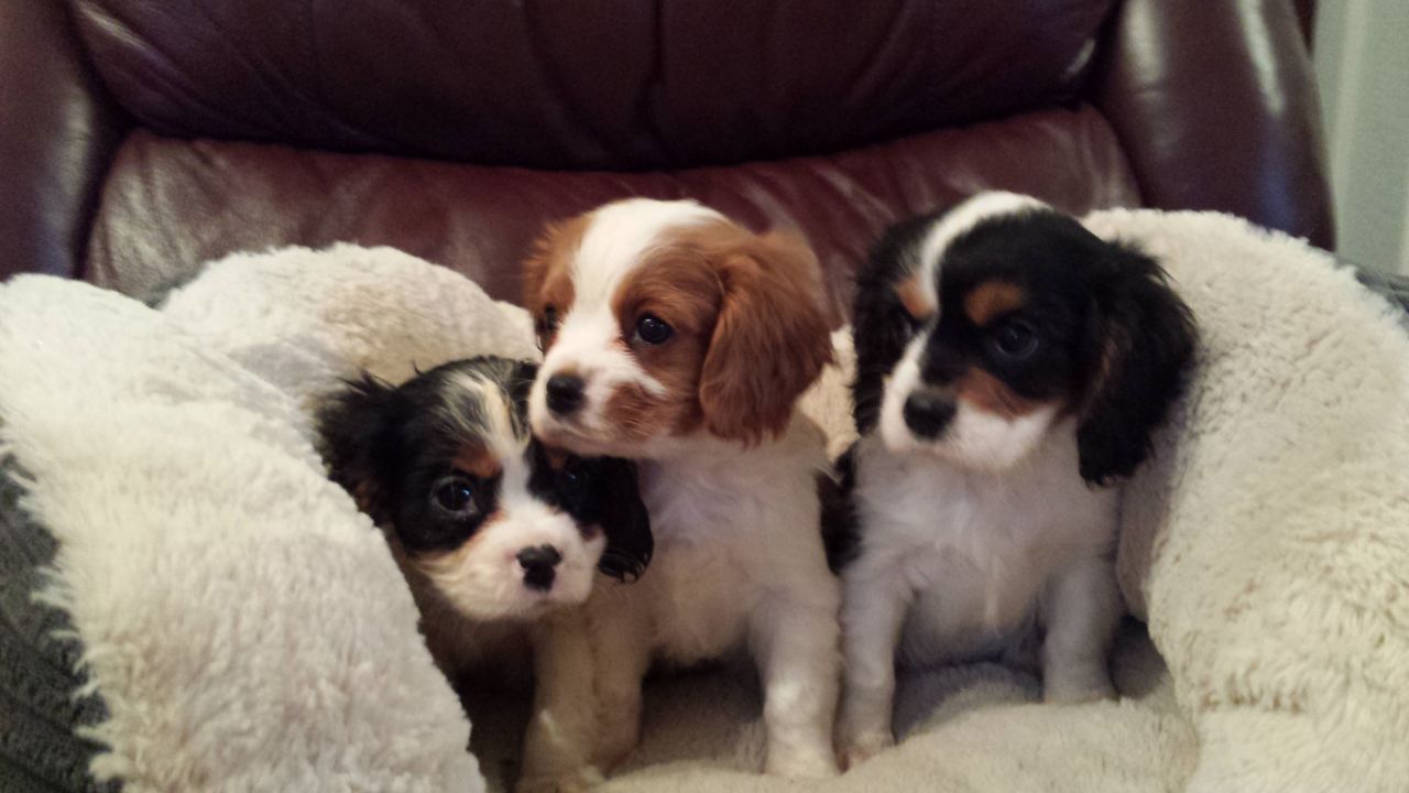 Cavalier rey charles cachorros