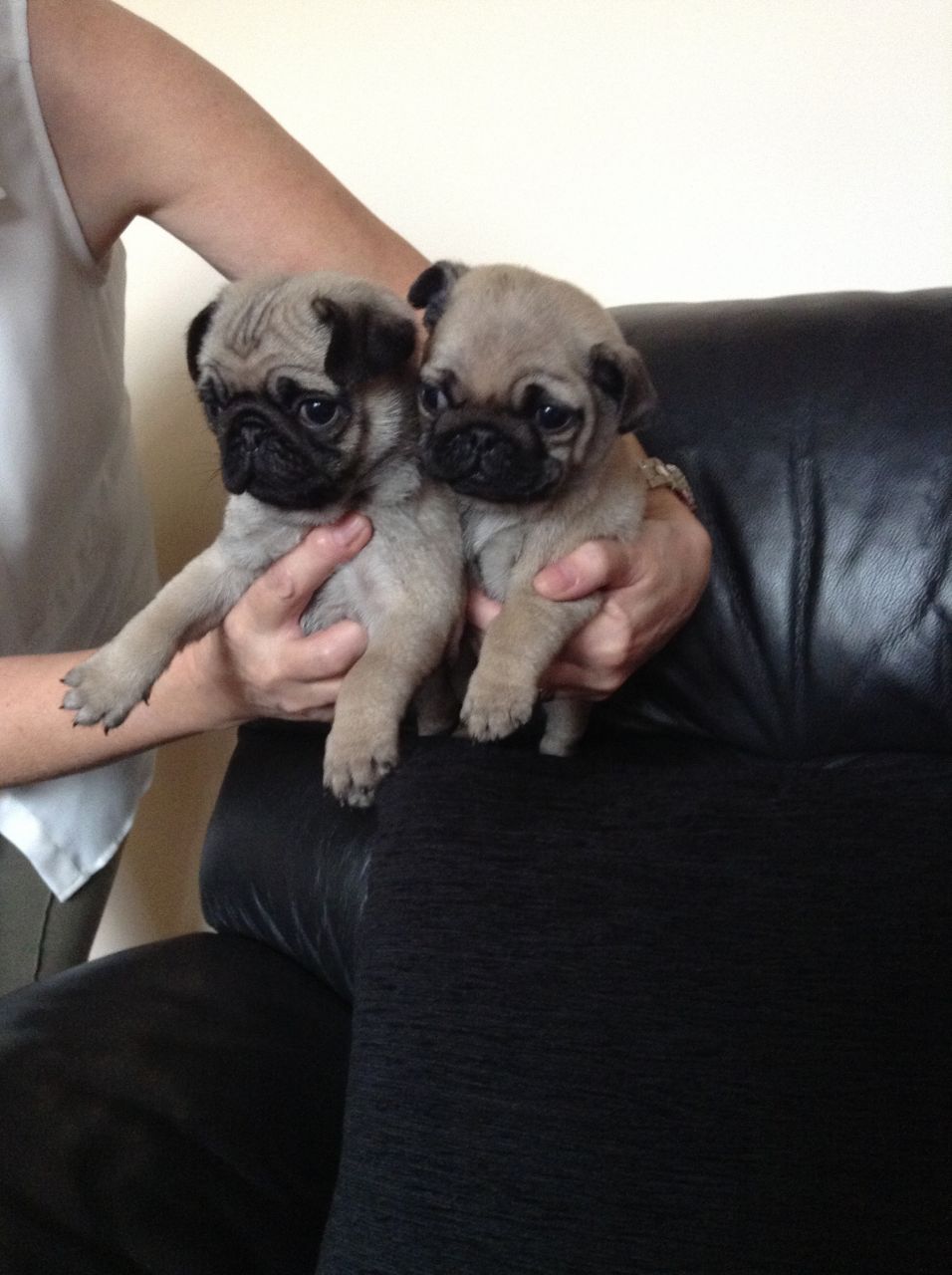 Pug cachorros adorables