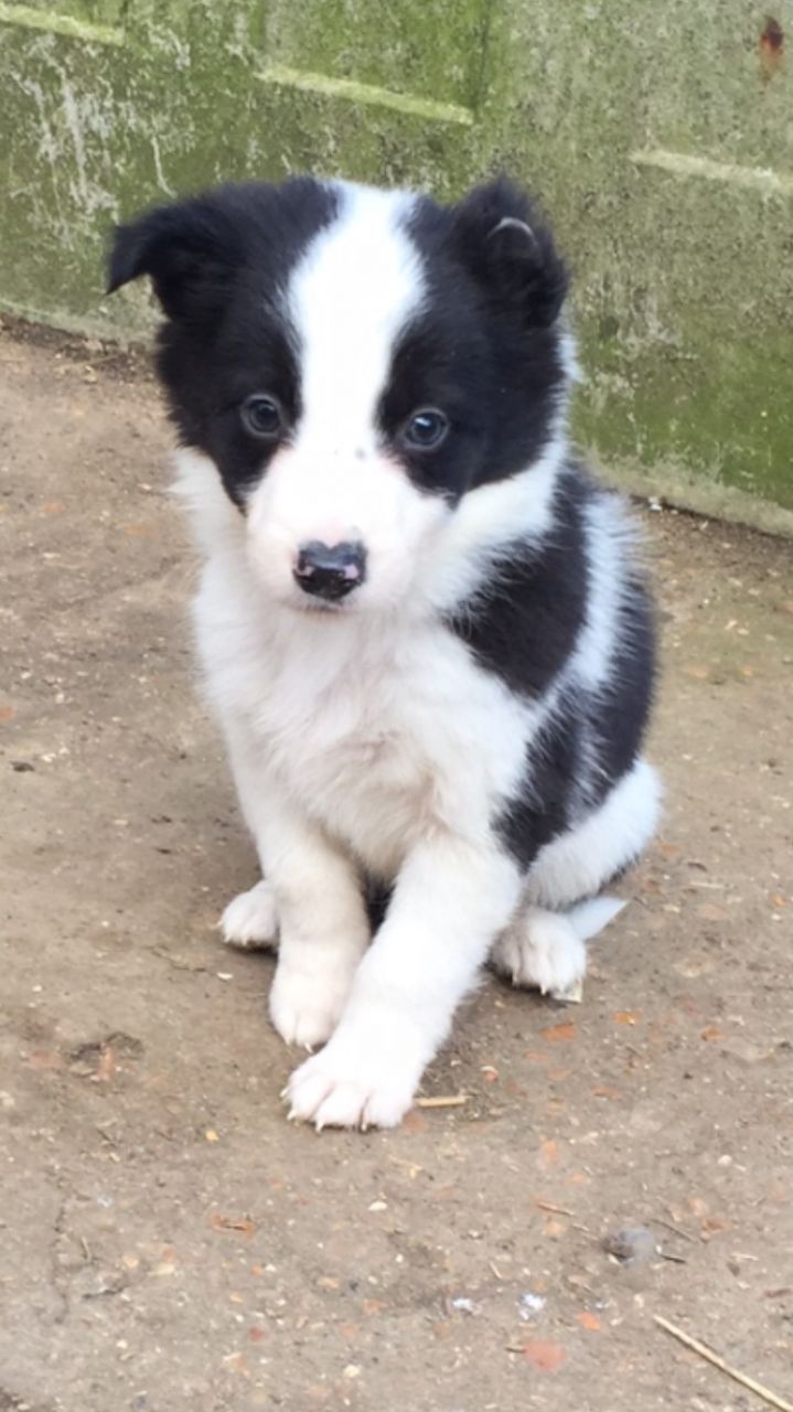 
Precio Border collie...........<strong> $16,500.00</strong> <br><br>


100% pura raza, registrados todos los papeles en regla se envian a cualquier parte de la Republica.<br><br> 

<li>Contrato de compraventa<br><br></li>


<li>Seguro de vida gratuito por escrito de 5 años que cubre muerte en caso de cuestiones virales</li>
<br><br>

<li>Garantía de Pureza Racial<br><br></li>

<li>Certificado de registro inicial que extiende la Federación Canófila Mexicana donde los cachorros se entregan con tatuaje y microchip</li>

