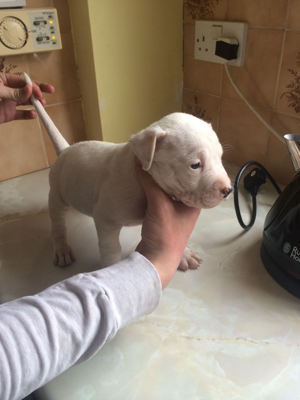 adorables cachorros Amstaff