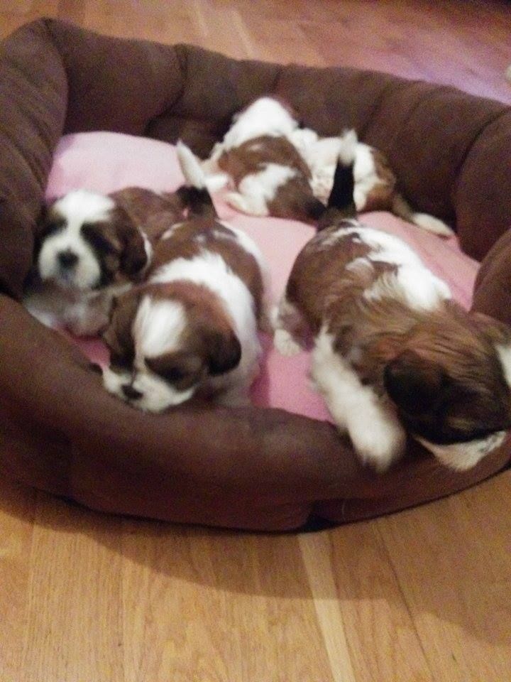 
Precio Shih Tzu...........<strong>          $22,000.00</strong> <br><br>


100% pura raza, registrados todos los papeles en regla se envian a cualquier parte de la Republica.<br><br> 

<li>Contrato de compraventa<br><br></li>


<li>Seguro de vida gratuito por escrito de 5 años que cubre muerte en caso de cuestiones virales</li>
<br><br>

<li>Garantía de Pureza Racial<br><br></li>

<li>Certificado de registro inicial que extiende la Federación Canófila Mexicana donde los cachorros se entregan con tatuaje y microchip</li>

