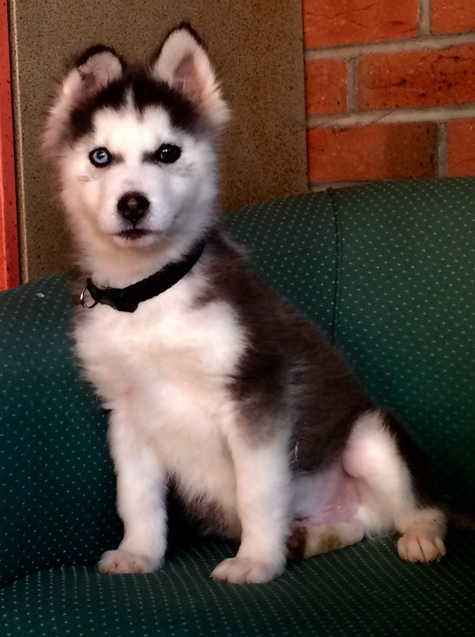 
Precio Siberian husky...........<strong>            $18,500.00  A  $22,000.00  (dependiendo del color)</strong> <br><br>


100% pura raza, registrados todos los papeles en regla se envian a cualquier parte de la Republica.<br><br> 

<li>Contrato de compraventa<br><br></li>


<li>Seguro de vida gratuito por escrito de 5 años que cubre muerte en caso de cuestiones virales</li>
<br><br>

<li>Garantía de Pureza Racial<br><br></li>

<li>Certificado de registro inicial que extiende la Federación Canófila Mexicana donde los cachorros se entregan con tatuaje y microchip</li>

