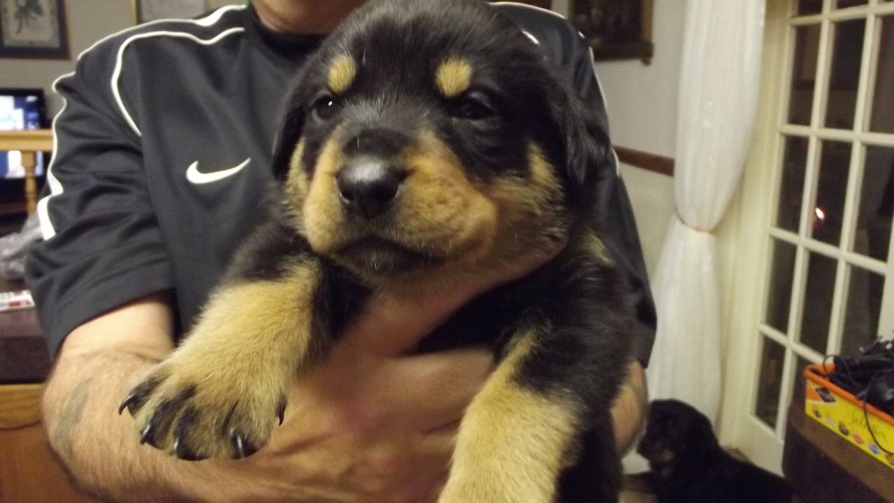 
Precio Rottweiler...........<strong>   $18,000.00</strong> <br><br>


100% pura raza, registrados todos los papeles en regla se envian a cualquier parte de la Republica.<br><br> 

<li>Contrato de compraventa<br><br></li>


<li>Seguro de vida gratuito por escrito de 5 años que cubre muerte en caso de cuestiones virales</li>
<br><br>

<li>Garantía de Pureza Racial<br><br></li>

<li>Certificado de registro inicial que extiende la Federación Canófila Mexicana donde los cachorros se entregan con tatuaje y microchip</li>

