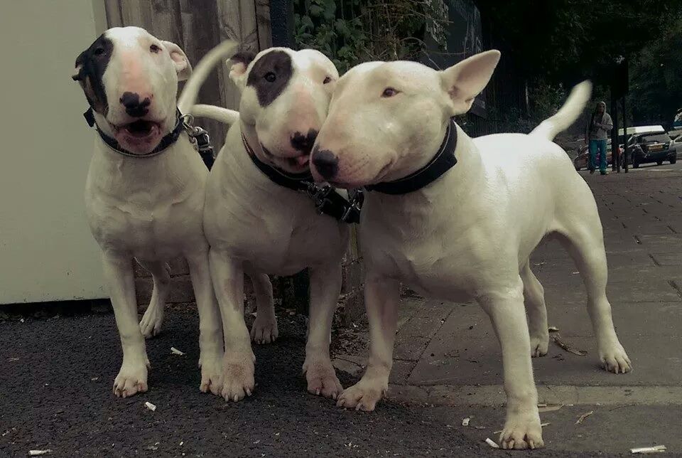 
Precio Bull Terrier...........<strong>    $18,000.00  A   $25,000.00    ( dependiendo tamaño y color)</strong> <br><br>


100% pura raza, registrados todos los papeles en regla se envian a cualquier parte de la Republica.<br><br> 

<li>Contrato de compraventa<br><br></li>


<li>Seguro de vida gratuito por escrito de 5 años que cubre muerte en caso de cuestiones virales</li>
<br><br>

<li>Garantía de Pureza Racial<br><br></li>

<li>Certificado de registro inicial que extiende la Federación Canófila Mexicana donde los cachorros se entregan con tatuaje y microchip</li>

