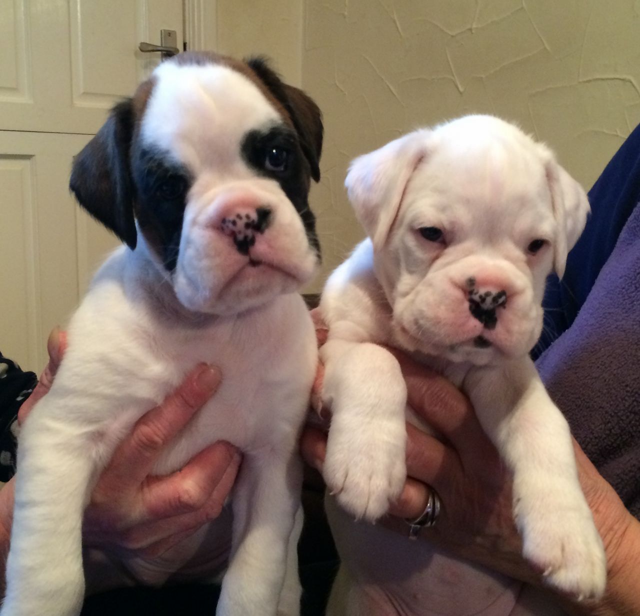 Los cachorros Boxer adorables