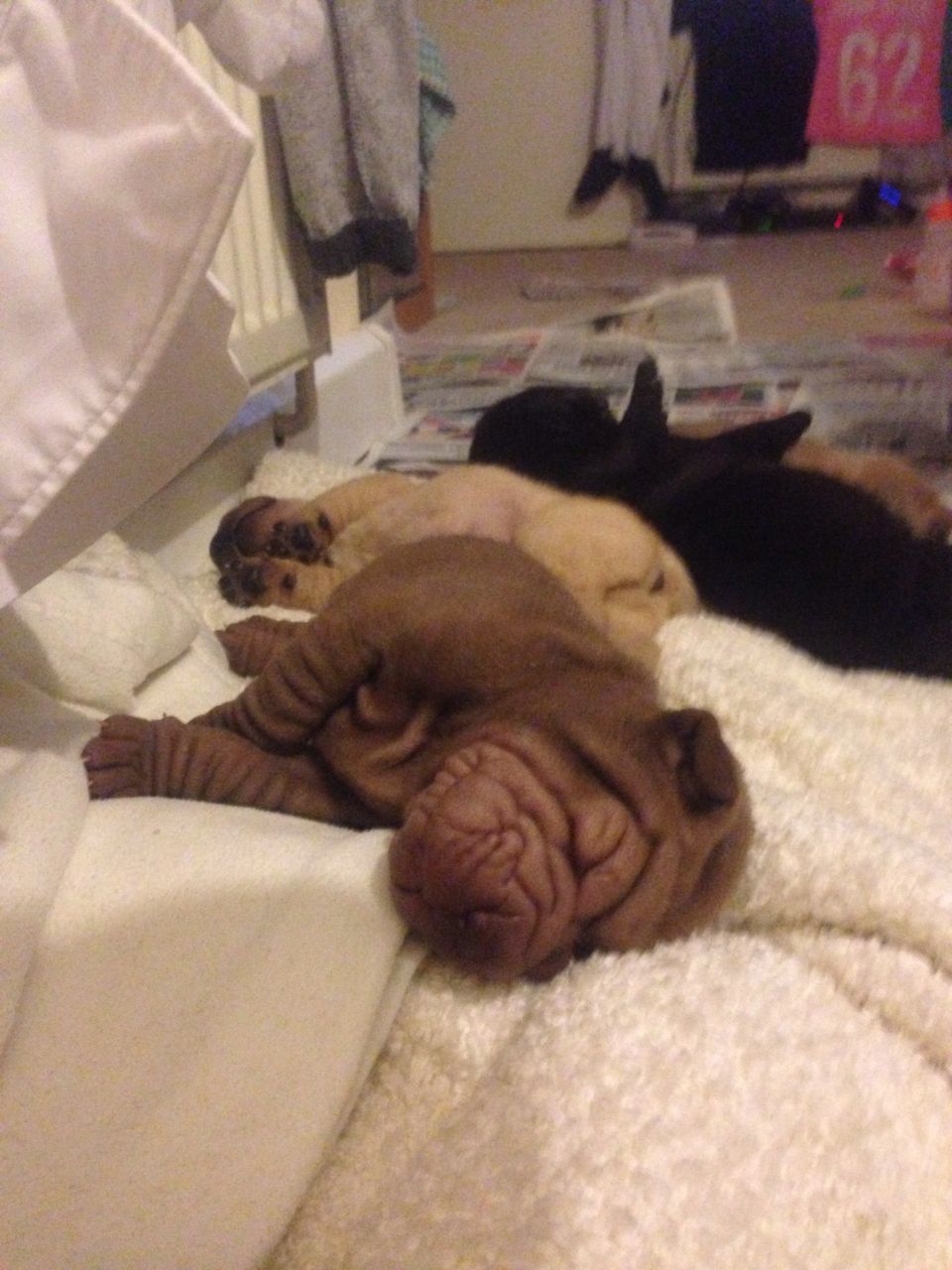 Los cachorros Shar Pei para Adopción