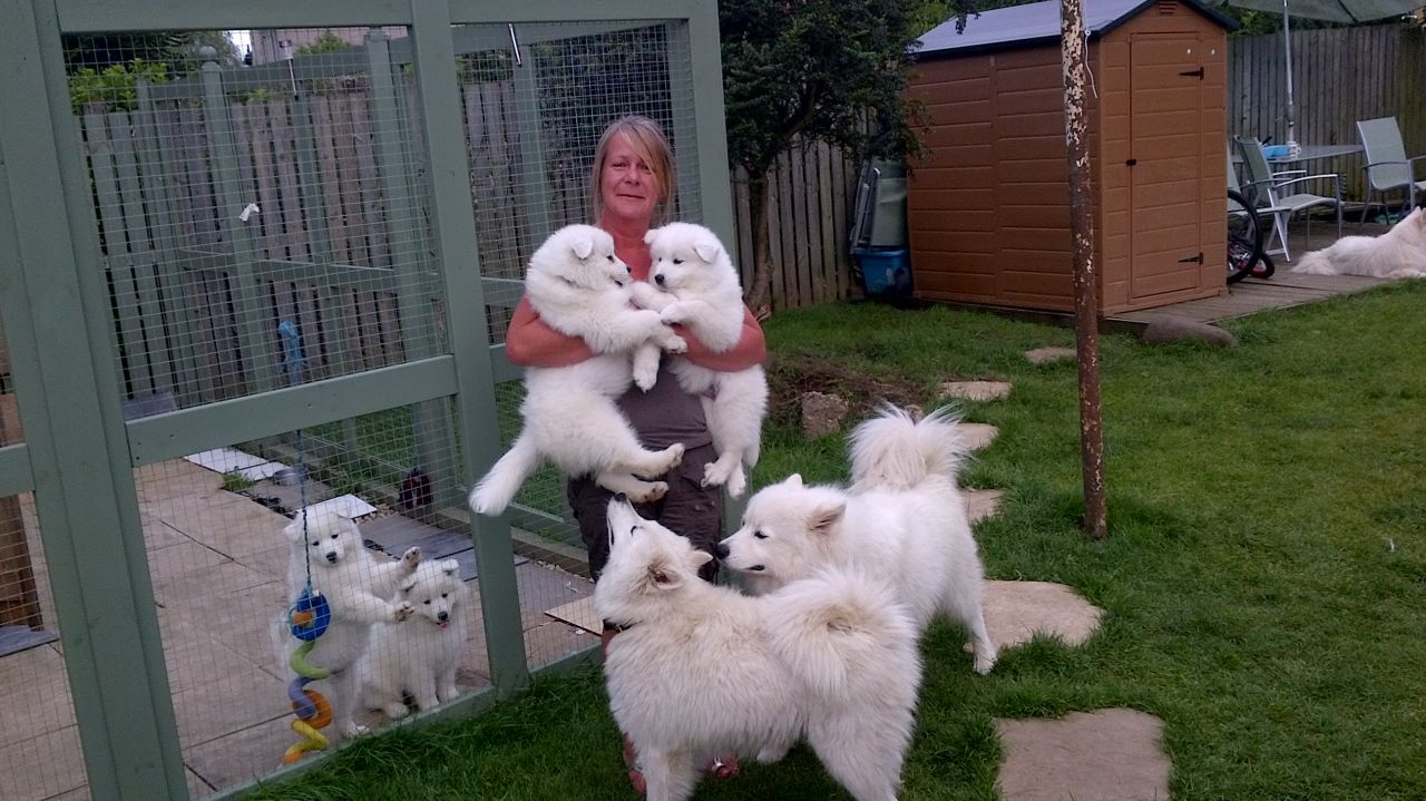 Samoyedo cachorros para su aprobación.