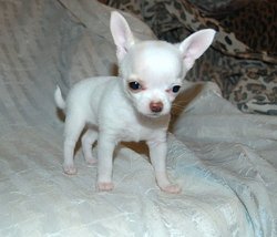 
Precio Chihuahua...........<strong>     $16,500.00  A   $20,000.00    (dependiendo del tamaño y color)</strong> <br><br>


100% pura raza, registrados todos los papeles en regla se envian a cualquier parte de la Republica.<br><br> 

<li>Contrato de compraventa<br><br></li>


<li>Seguro de vida gratuito por escrito de 5 años que cubre muerte en caso de cuestiones virales</li>
<br><br>

<li>Garantía de Pureza Racial<br><br></li>

<li>Certificado de registro inicial que extiende la Federación Canófila Mexicana donde los cachorros se entregan con tatuaje y microchip</li>

