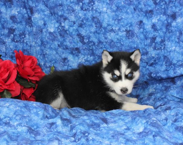 Adorables cachorros Husky disponibles