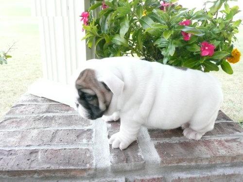 Bulldog Inglés cachorros para la adopción