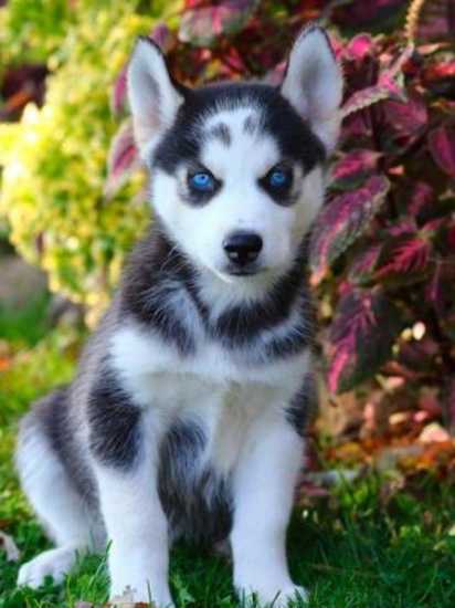 CACHORROS HUSKY SIBERIANO (Adopción )