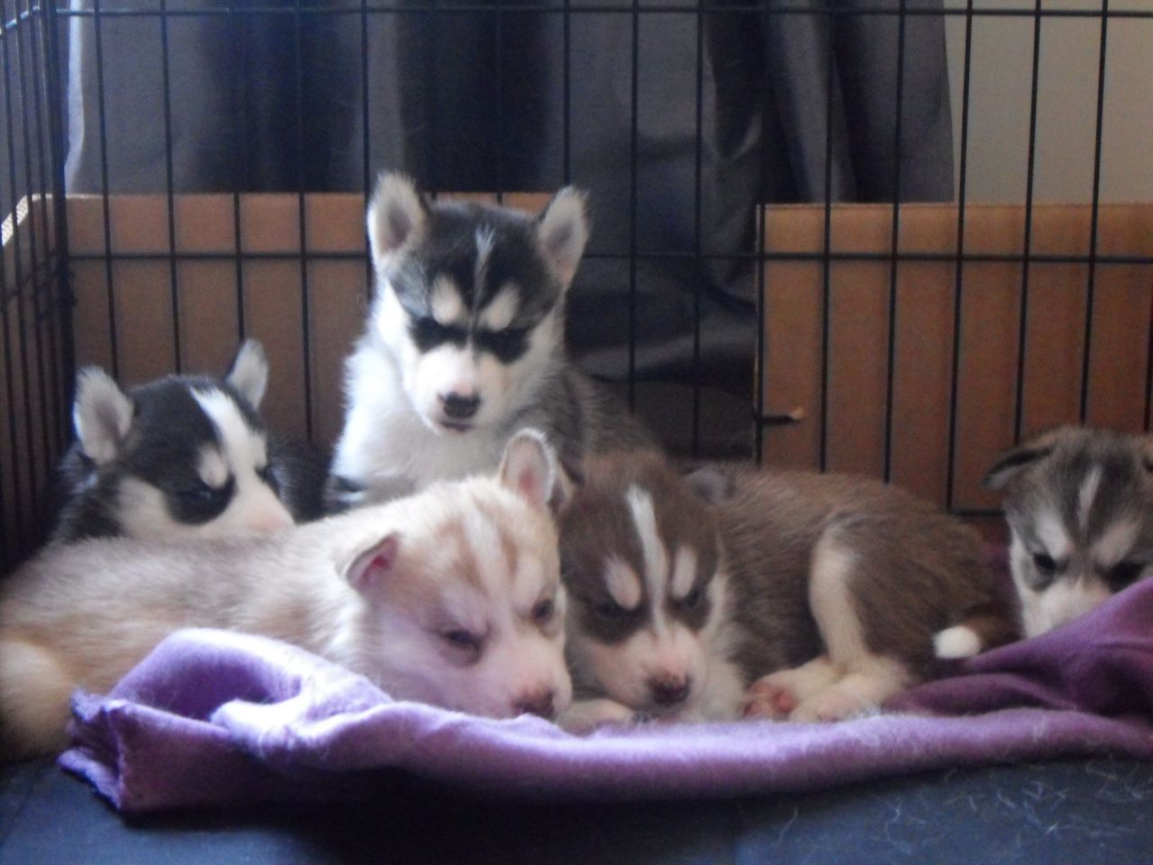 Lindo cachorro de husky siberiano para el nuevo hoga