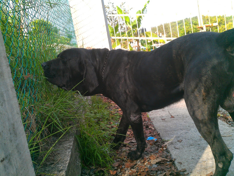 Cachorros Fila Brasilero Excelente temperamento. adres a la vista. Nacieron el 26 de Febrero 2015.Color abigarrado (atigrados oscuros)