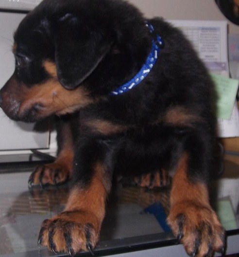 
Precio Rottweiler...........<strong>   $18,000.00</strong> <br><br>


100% pura raza, registrados todos los papeles en regla se envian a cualquier parte de la Republica.<br><br> 

<li>Contrato de compraventa<br><br></li>


<li>Seguro de vida gratuito por escrito de 5 años que cubre muerte en caso de cuestiones virales</li>
<br><br>

<li>Garantía de Pureza Racial<br><br></li>

<li>Certificado de registro inicial que extiende la Federación Canófila Mexicana donde los cachorros se entregan con tatuaje y microchip</li>

