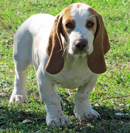 
Precio Basset hound...........<strong>$16,500.00</strong> <br><br>

100% pura raza, registrados todos los papeles en regla se envian a cualquier parte de la Republica.<br><br> 

<li>Contrato de compraventa<br><br></li>


<li>Seguro de vida gratuito por escrito de 5 años que cubre muerte en caso de cuestiones virales</li>
<br><br>

<li>Garantía de Pureza Racial<br><br></li>


<li>Certificado de registro inicial que extiende la Federación Canófila Mexicana donde los cachorros se entregan con tatuaje y microchip<br><br></li>

