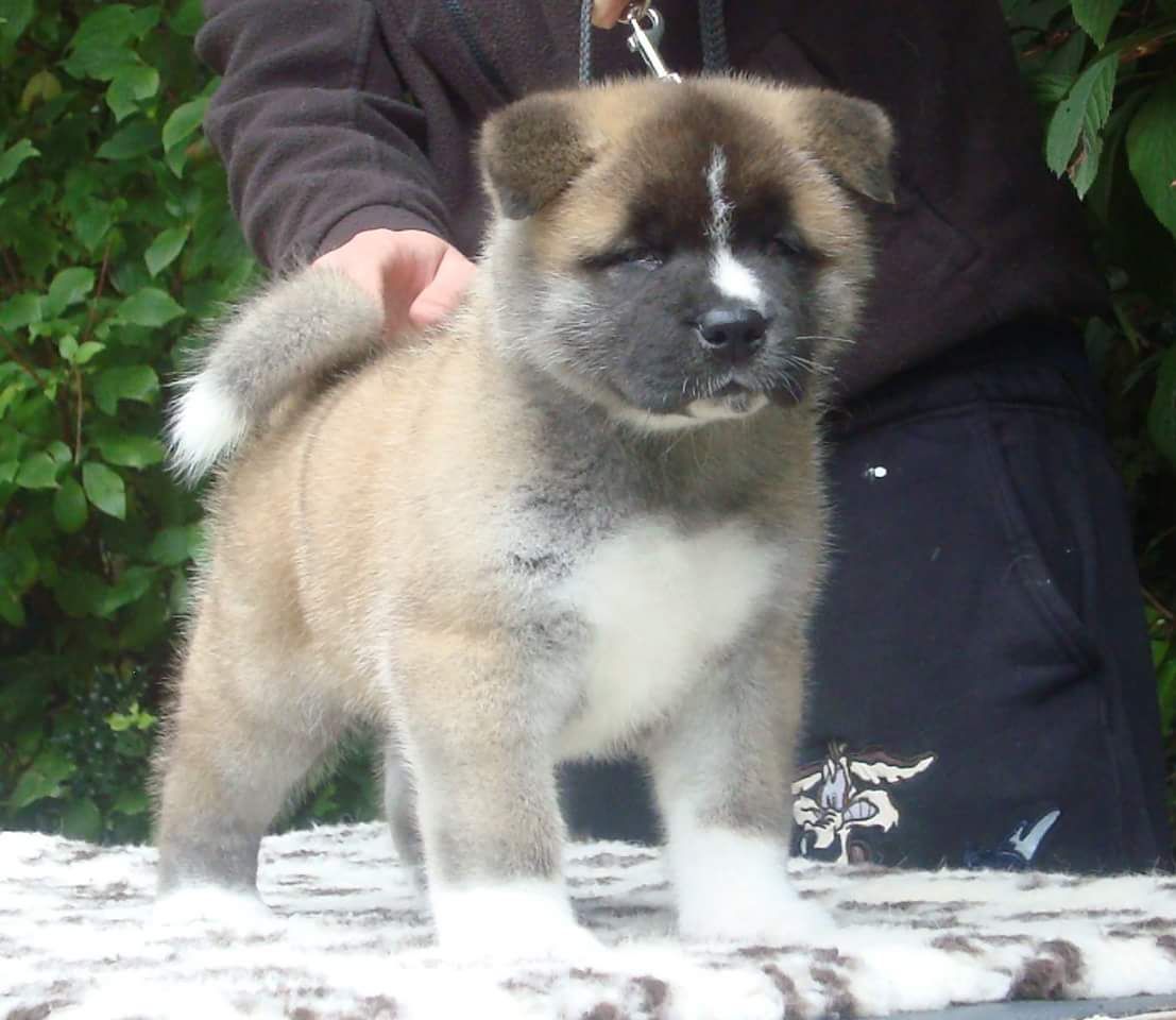 Akita cachorros disponibles