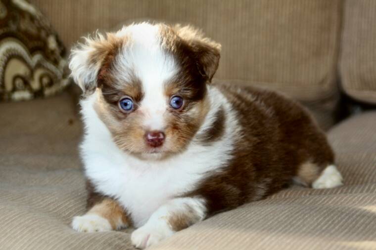 Precio Australian shepherd...........<strong>   $20,000.00  </strong> <br><br>


100% pura raza, registrados todos los papeles en regla se envian a cualquier parte de la Republica.<br><br> 

<li>Contrato de compraventa<br><br></li>


<li>Seguro de vida gratuito por escrito de 5 años que cubre muerte en caso de cuestiones virales</li>
<br><br>

<li>Garantía de Pureza Racial<br><br></li>

<li>Certificado de registro inicial que extiende la Federación Canófila Mexicana donde los cachorros se entregan con tatuaje y microchip</li>