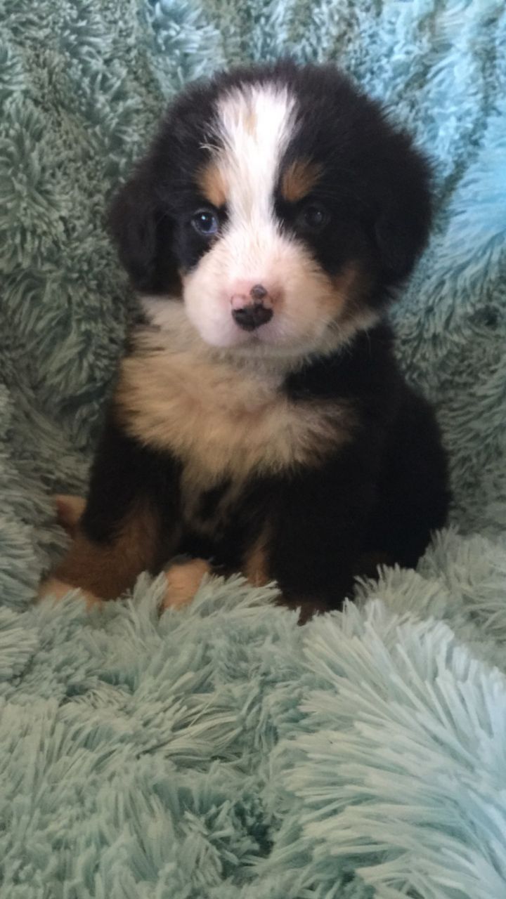 Tenemos una hermosa camada de cachorros Bernese mountain dog. Tanto chicos como chicas disponibles. Ellos son criados bajo techo y se socializa plenamente como tengo una casa muy ocupada. Cachorros será un microchip y desparasitadas pulgas. Mamá es bien amado miembro de nuestra familia con un temperamento excelente. Aunque cachorros no será registrado kc Irán a su nuevo hogar con una copia de su pedigrí.