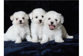 Pedigrí cachorros de Perro Bichon Frise