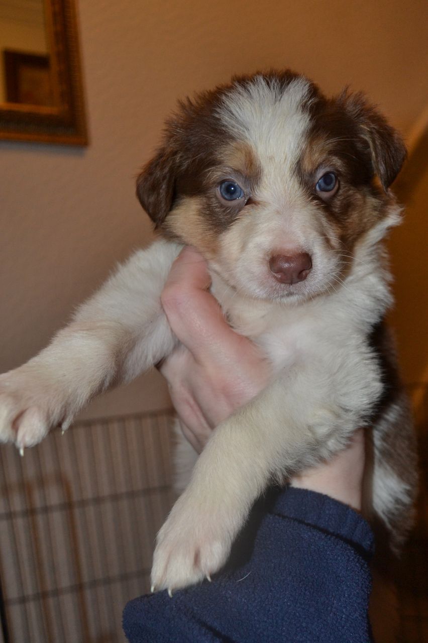 Border Collie cachorros