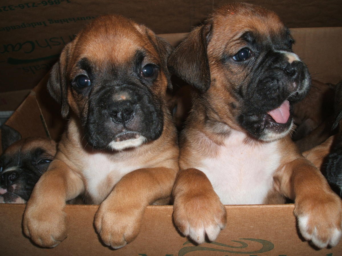 Boxer cachorros