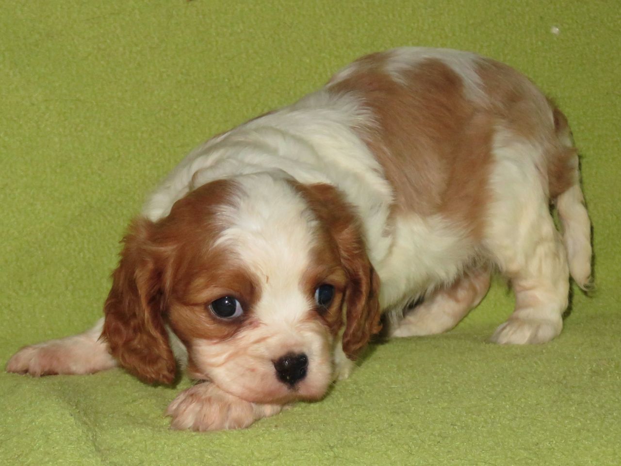 Cachorro de Cavalier King Charles Spaniel