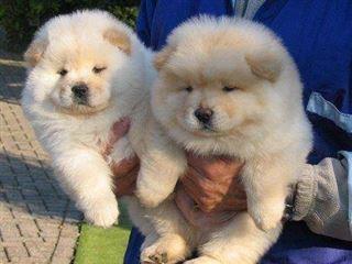 
Precio Chow Chow...........<strong>       $20,500.00  A   $33,000.00    (dependiendo del tamaño y color)</strong> <br><br>


100% pura raza, registrados todos los papeles en regla se envian a cualquier parte de la Republica.<br><br> 

<li>Contrato de compraventa<br><br></li>


<li>Seguro de vida gratuito por escrito de 5 años que cubre muerte en caso de cuestiones virales</li>
<br><br>

<li>Garantía de Pureza Racial<br><br></li>

<li>Certificado de registro inicial que extiende la Federación Canófila Mexicana donde los cachorros se entregan con tatuaje y microchip</li>

