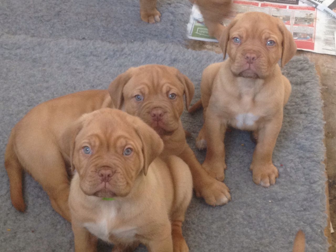 Los cachorros están siendo planteado en el hogar familiar y socializa dentro de la vida familiar normal. Ambos padres pueden verse durante la visión y tienen temperamentos hermosas. Cada cachorro partirá a su nuevo hogar para siempre con un paquete de despedida para ayudarles a resolver. Estaban completamente veterinario comprobado en 6 semanas, desparasitados, pulga tratado, uñas recortan y cuentan con seguro gratis 4 semanas. 3 machos y 2 hembras disponibles.