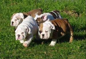 Impresionantes Bulldog Inglés