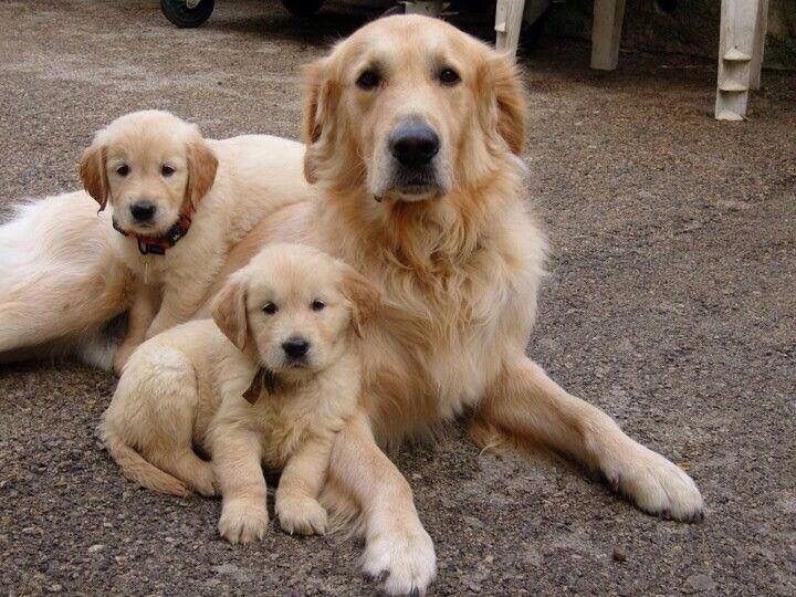 Golden Retriever cachorros