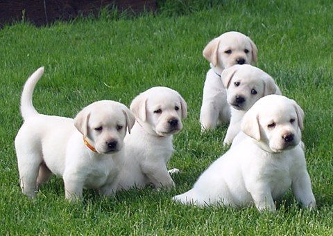 Labrador Retriever cachorros