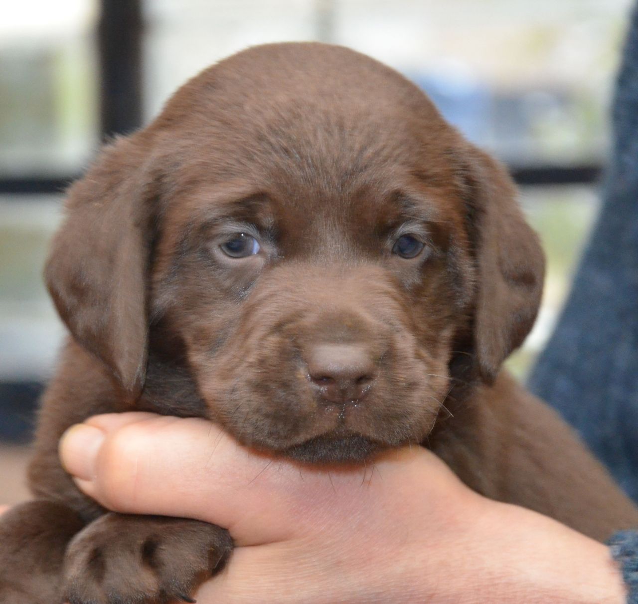 Labrador Chocolate excepcional