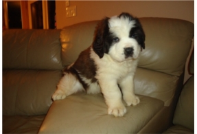  registrado Saint Bernard Puppies